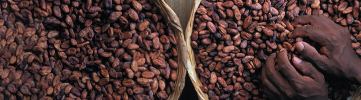 GODIVA&rsquo;s Responsible Cocoa Commitment
